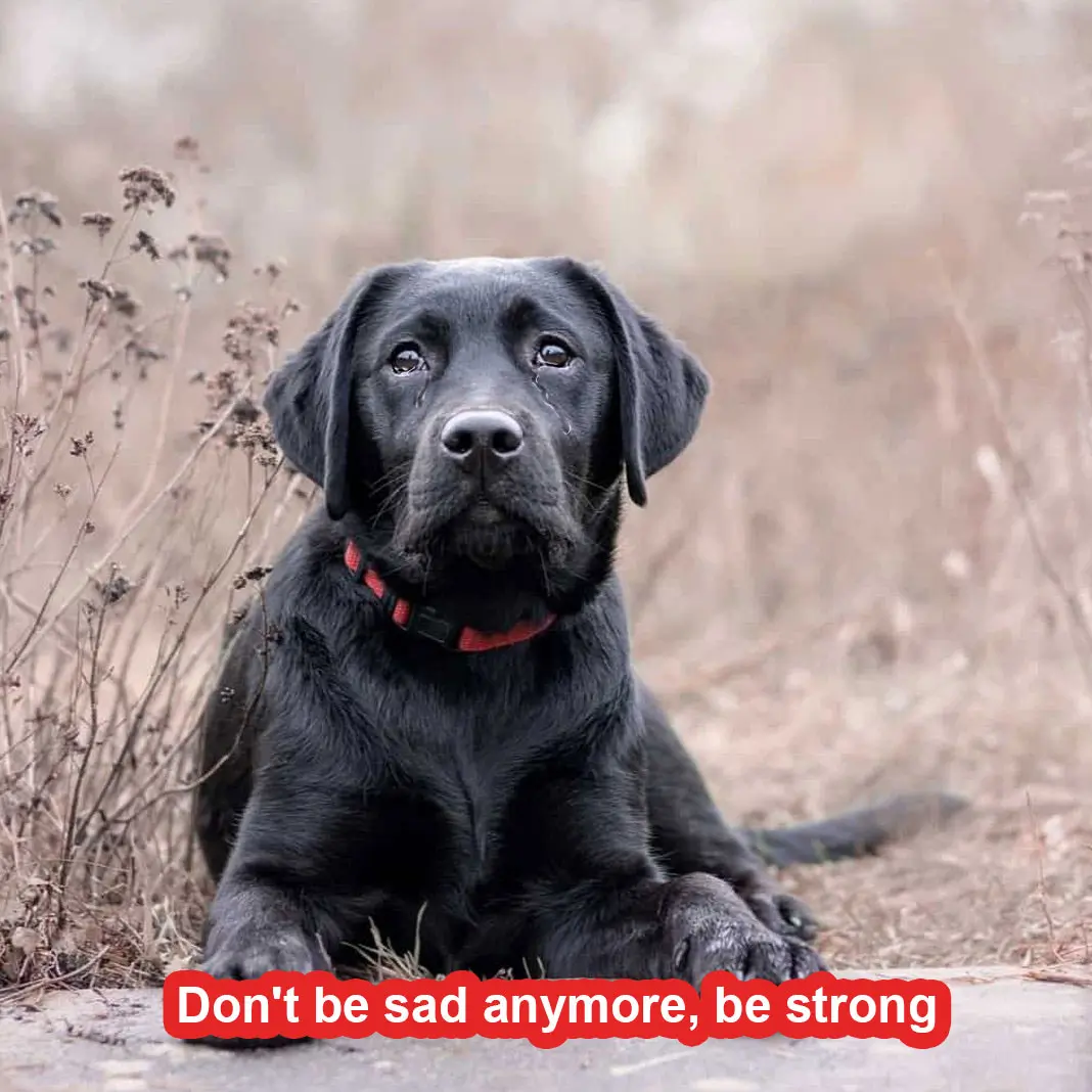 Don’t be sad anymore, be strong: The story of Layla the dog abandoned by her family