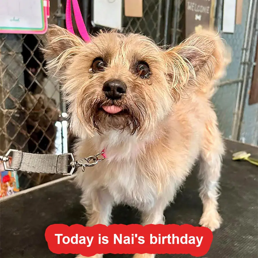 Today is Nai’s birthday, but no one knows it’s her birthday. She was abandoned and chained to a pole on the side of the road.