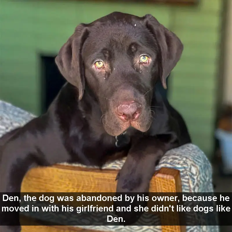 Den, the dog was abandoned by his owner, because he moved in with his girlfriend and she didn’t like dogs like Den.