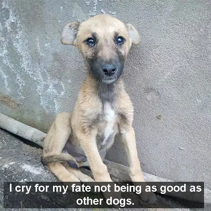 Kito, a poor 3-year-old homeless dog, was sitting alone crying when he saw a person passing by.