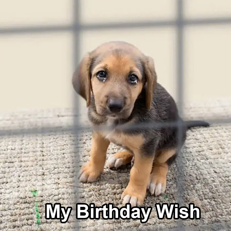 Mum’s birthday wish, the puppy is only 2 months old.