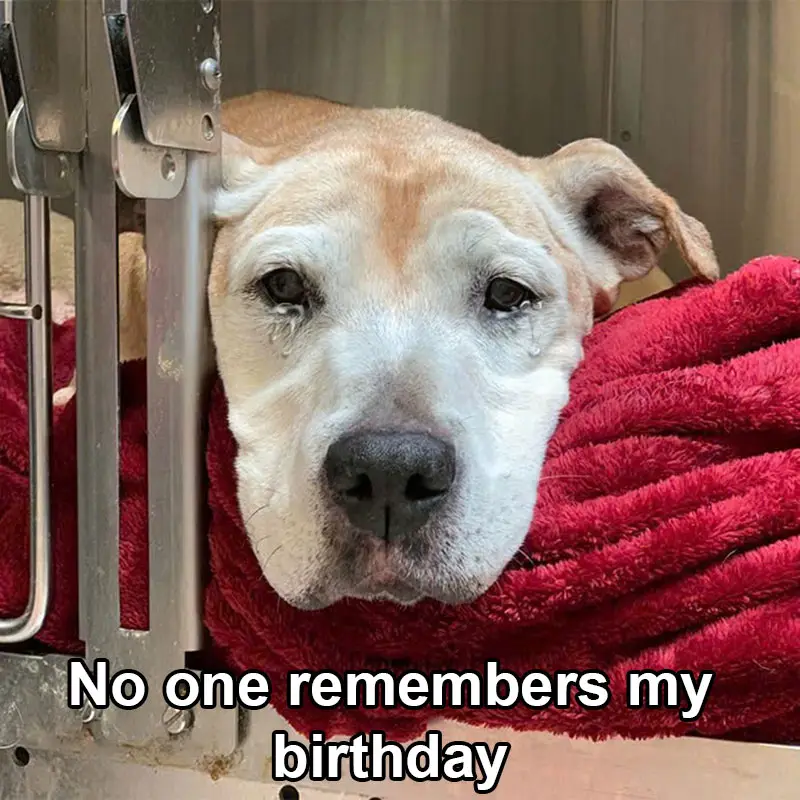 Today is Vova’s birthday, the dog has been at the rescue station for 7 years, but no one remembers his birthday.