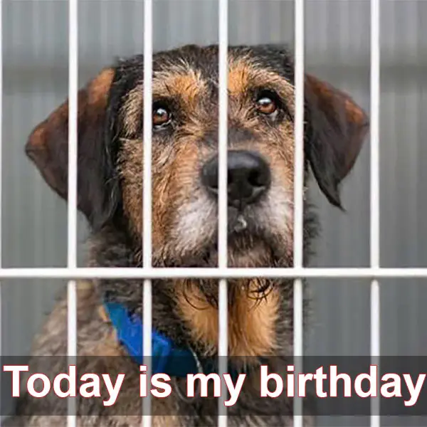 Today is a special day: My 7th birthday in the rescue camp.