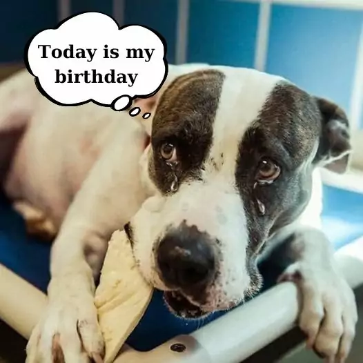 A lonely birthday in a shelter: I hope for a warm home and full meals