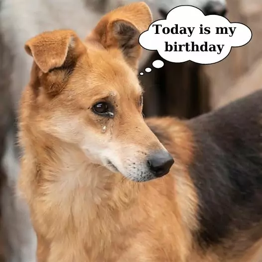 Today is my birthday but I’m just a stray dog, still hoping to receive everyone’s love