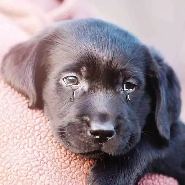 The puppy was taken to the shelter by his parents because they felt his fur would bring bad luck