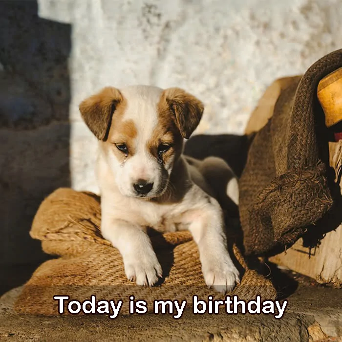 I was abandoned in the dump, today is my birthday, hope to receive everyone’s wishes