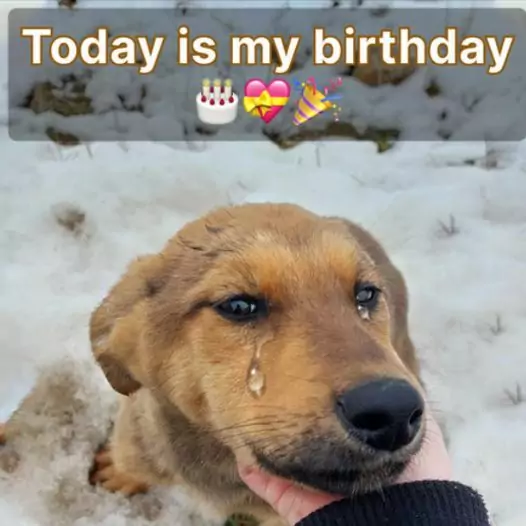 I’m just a stray dog ​​but today is my birthday, I hope to receive love from everyone