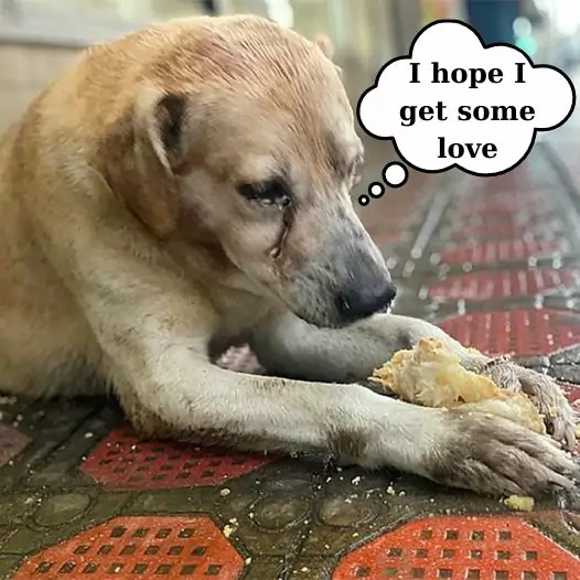 Today is my birthday but I am just a homeless dog with no one to love me