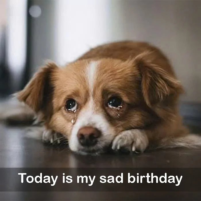 Today is my birthday but I am sad because my parents are going to take me to a shelter