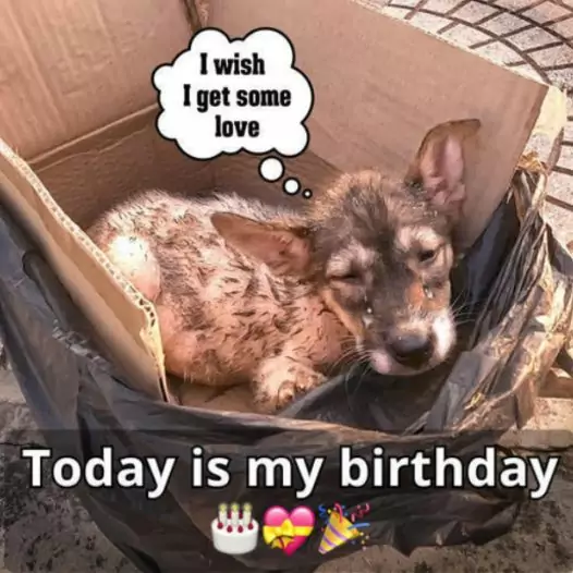 Today is my birthday, I am waiting for my owner to come back to pick me up on this special day