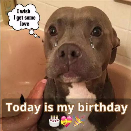 Today is my last birthday with my parents, they are going to take me to a shelter