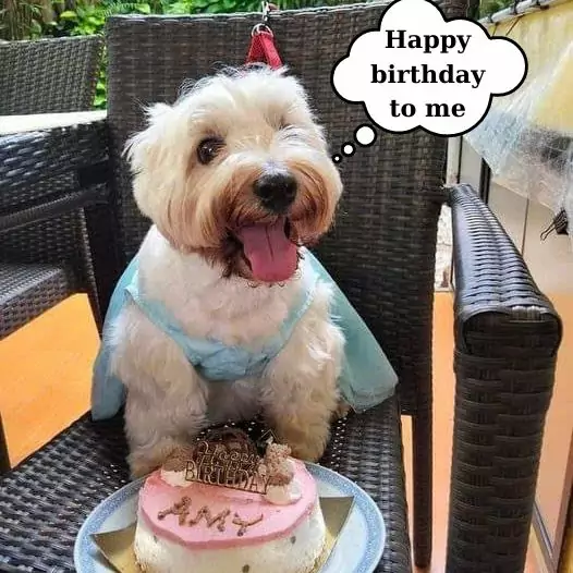 Amy, the dog who was abused by her previous owner has her first happy birthday