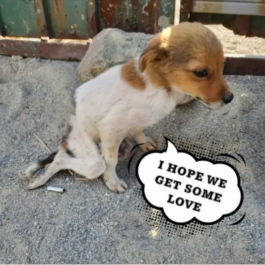 Heni was once cruelly abused by his owner, hoping the dog will receive love from everyone