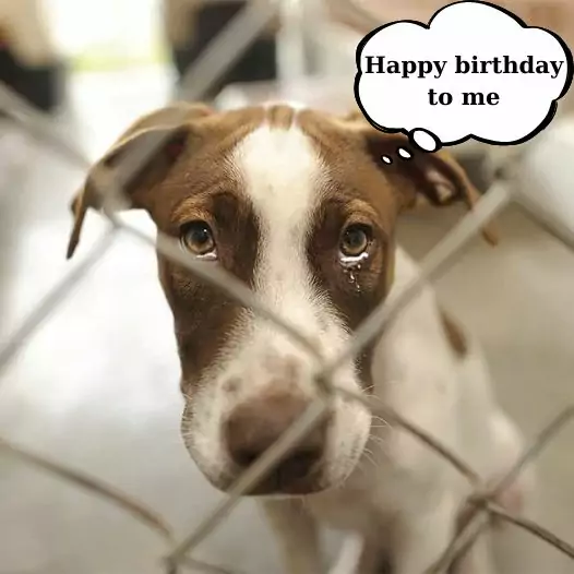 6th Birthday at the shelter: I Hope I Get Adopted Soon