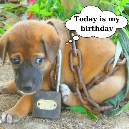 The puppy was abused, today is the dog’s birthday, hope to receive everyone’s love for the dog