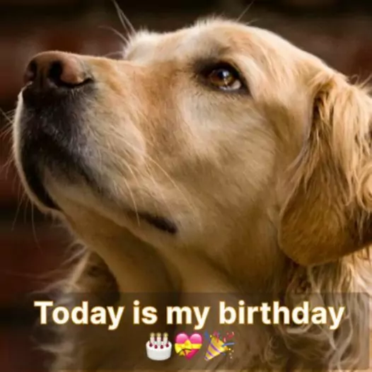 Today is my birthday, I hope I have a warm and happy home