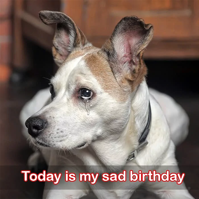 Today is my birthday but I’m not happy because my foster parents are going to take me to a shelter