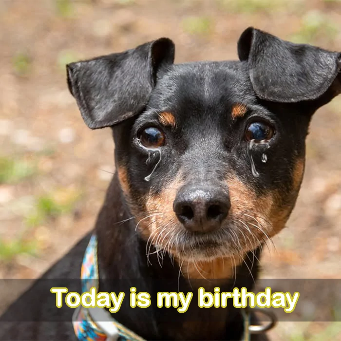 Birthday but no birthday wishes, is it because I’m an unlucky dog?