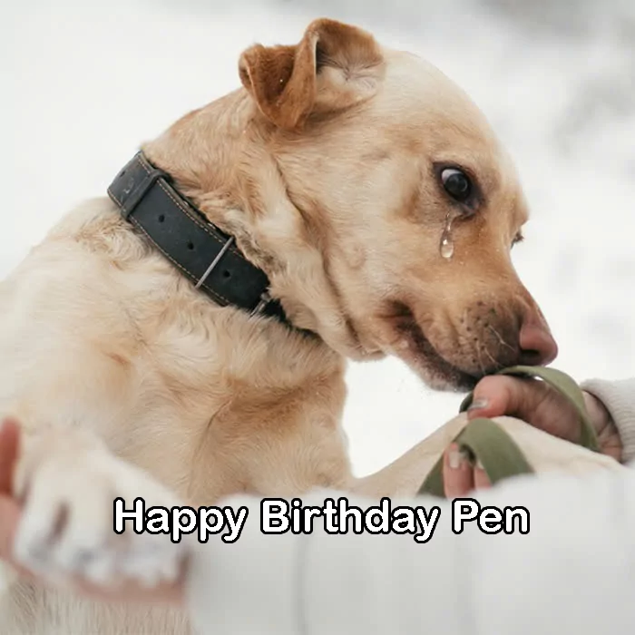 Today is Pen’s birthday and also the first day the dog was adopted after 6 years living in a rescue camp