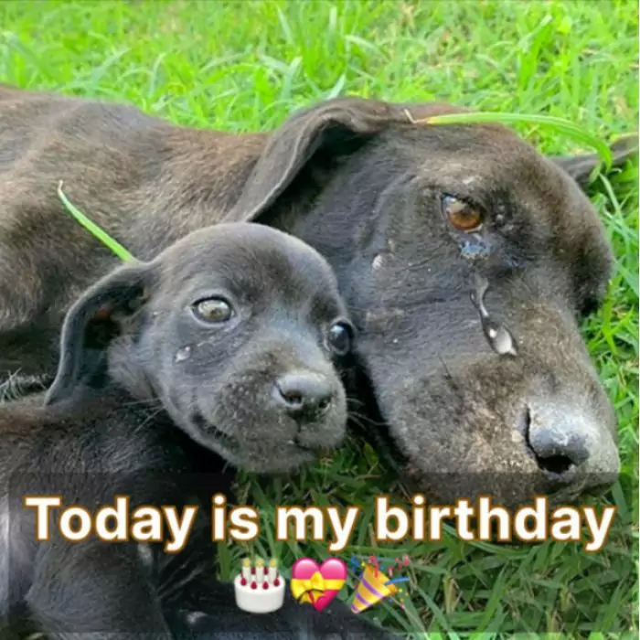 Mother Dog Jeni’s Last Birthday: Until Her Last Breath, Jeni Still Hoped Someone Would Adopt Her Puppies