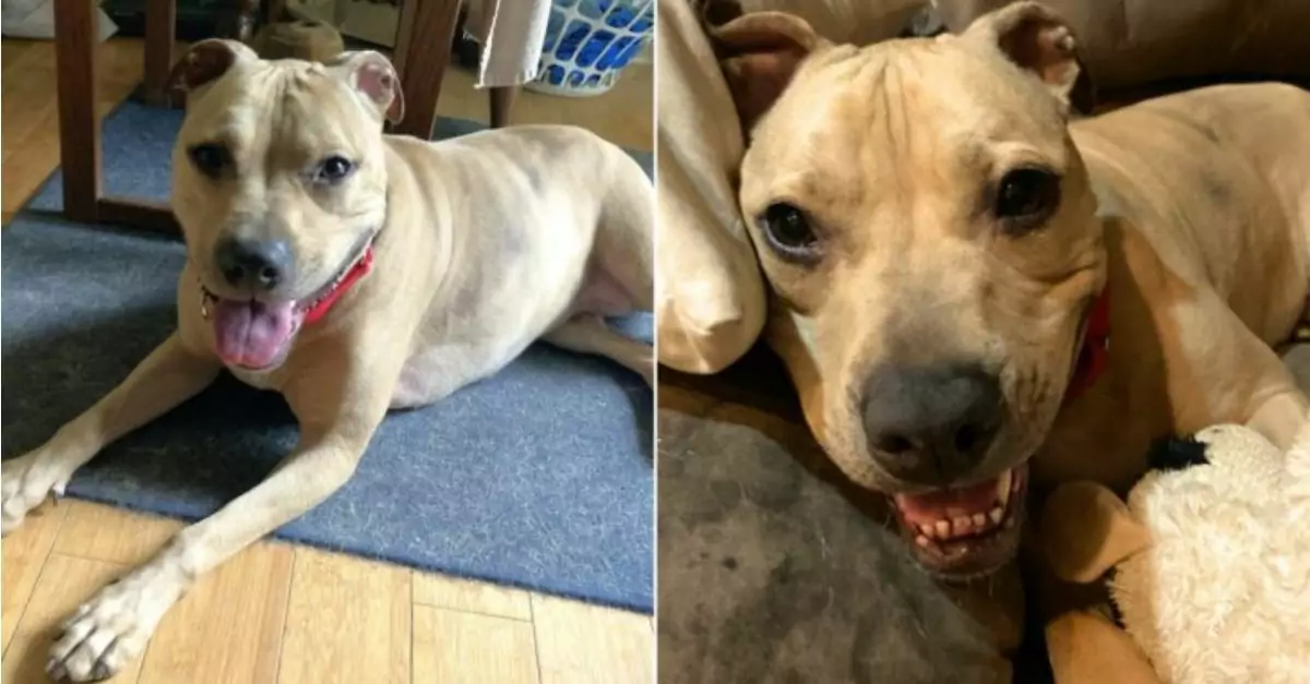 A heartbroken dog returns to its original shelter after three years with a family