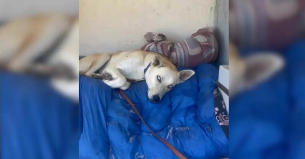 Homeless man and his dog struggled to survive under a bridge and a miracle happened