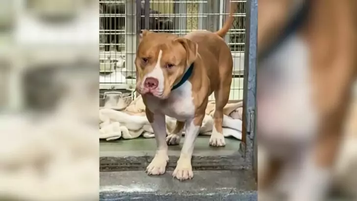 A loving and devoted Pit Bull is still waiting for people who will give him the affection he truly deserves