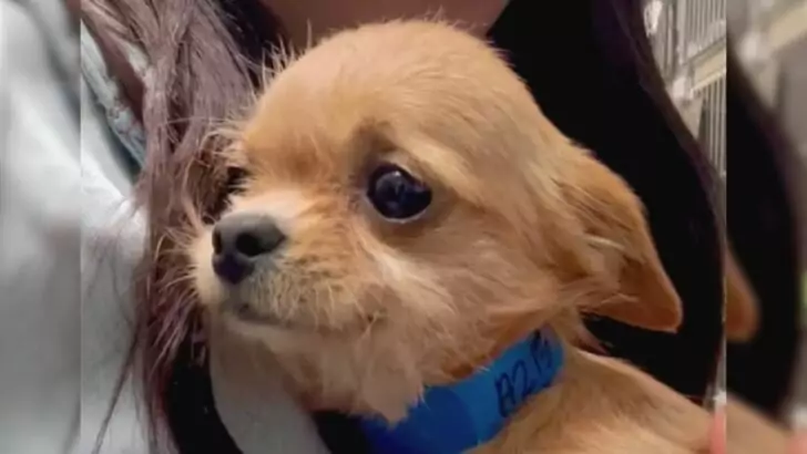 A Heartbroken Shelter Dog Watched as His Companion Found a Loving Home