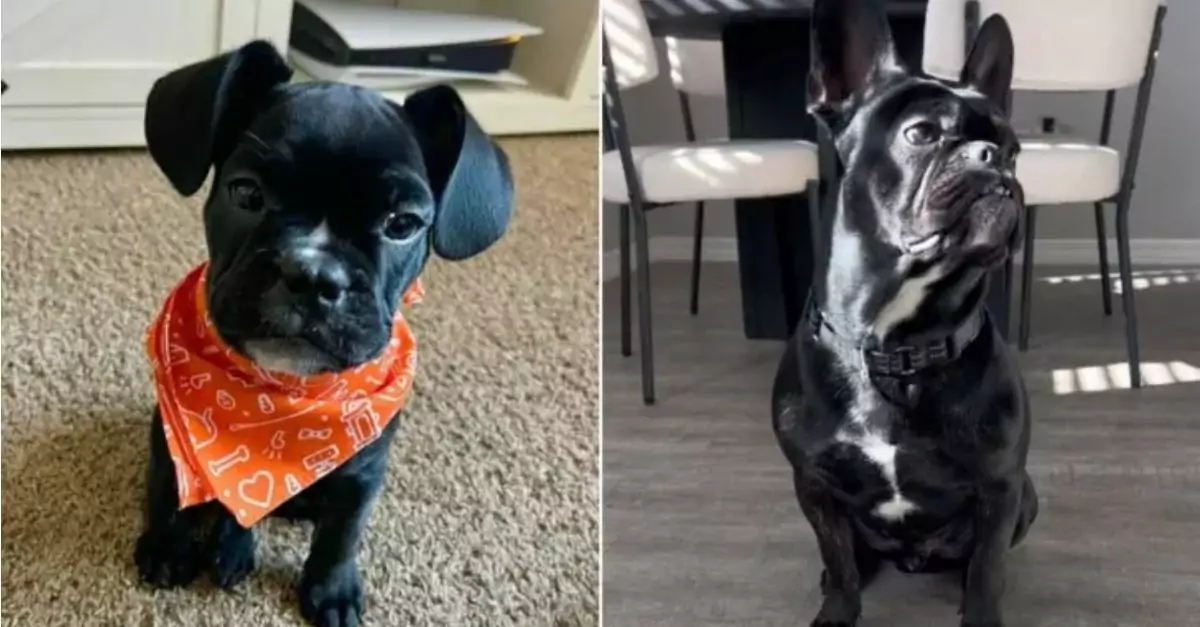 Owner adopted a Frenchie because it was a small dog and was surprised by what happened next