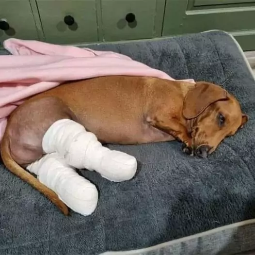 This dog just had an accident and had to wear a cast on both legs. The dog really needs everyone’s prayers