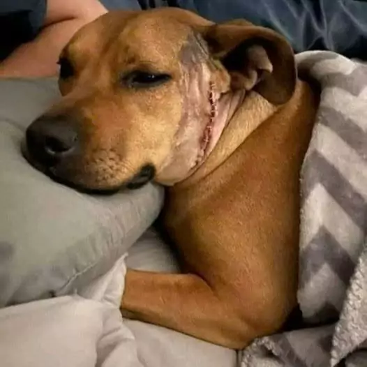 This dog was seriously injured while trying to save his owner from a leopard attack