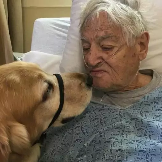 This dog was by his old and sick owner’s side during the owner’s last days