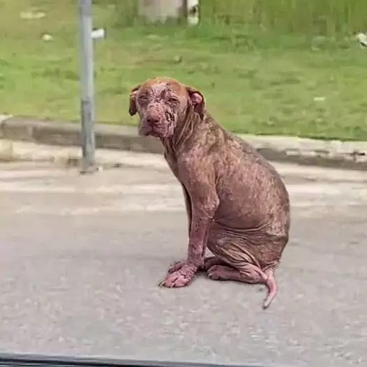 Poor abandoned dog suffering from severe dermatitis is using his eyes to beg for help from passersby