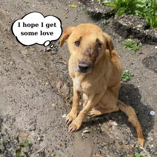 This stray dog ​​with a tumor on its face is begging for help from passersby