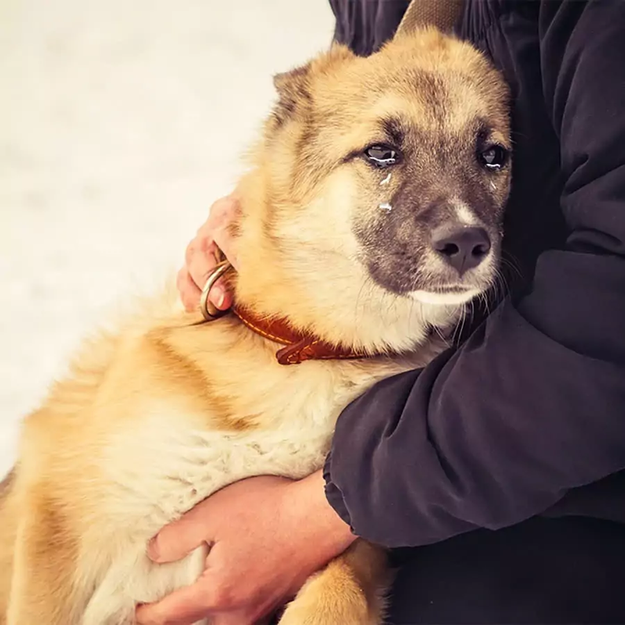 This dog cried a lot when he found out that his owner was going to give him up to the shelter