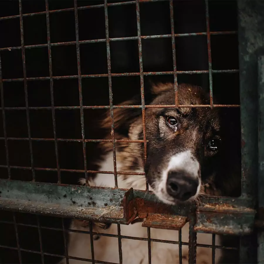 Every day this dog looks at the rescuers with eyes that long for a home so heartbreakingly