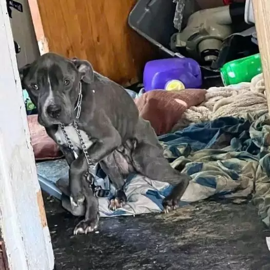 This dog won’t leave the old house even though its owner moved out 2 years ago