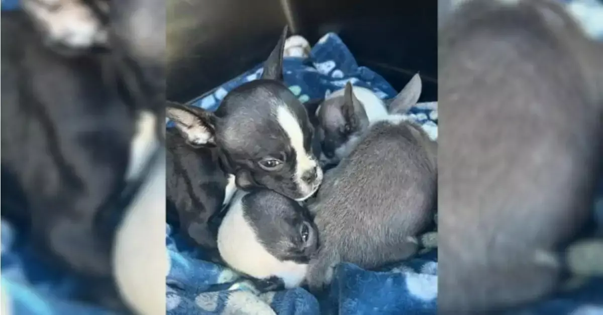 Rescuers discovered puppies outside the shelter and attempted to assist them, but the subsequent events left them astonished