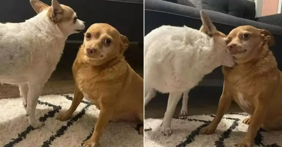 The appearance of the rescued Chihuahua is so amusing that it brings an immediate smile to everyone who sees it