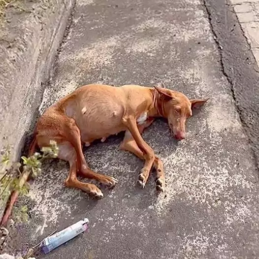 This dog was abandoned by its owner while pregnant, lying on the side of the road begging for help