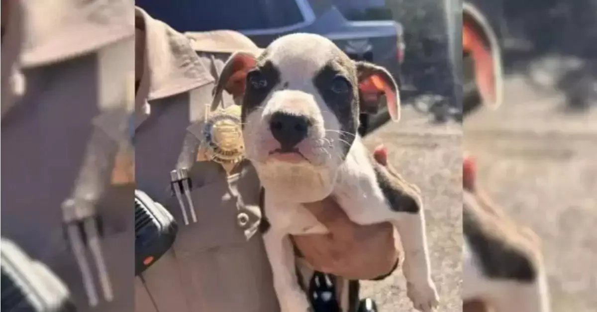 A truck driver observed an unmoving animal on an Arizona roadway and chose to investigate its identity