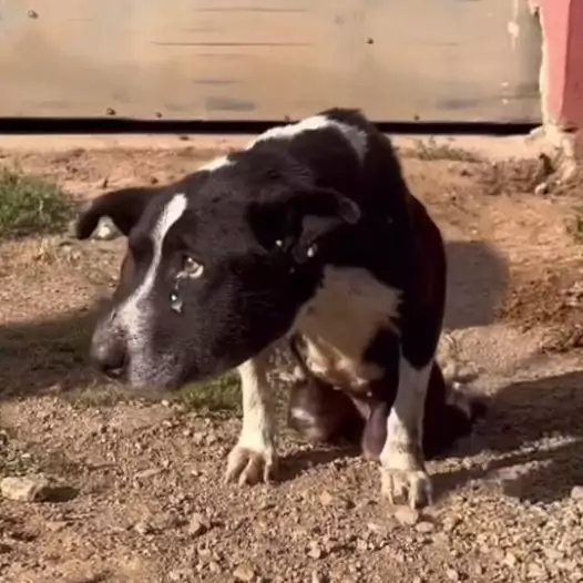 The dog begged for a long time on the side of the road but no one wanted to adopt this disabled stray dog