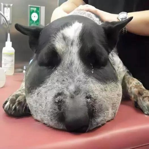 This poor dog was abandoned by its owner just because it had a large tumor on its face