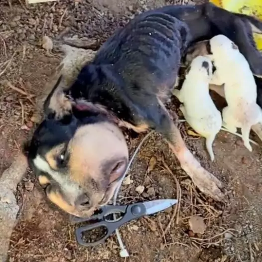 This poor mother dog tried to muster her last bit of strength to beg passersby to help her and her puppies