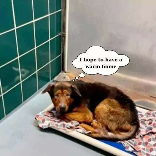 8 years into a long life in a shelter, this dog still longs for a warm home