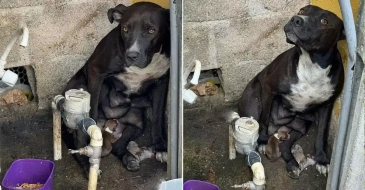 A mistreated dog, expelled from her home, delivers her puppies amidst the torrential rain