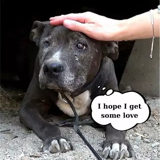 This dog was found curled up helplessly in a ruined house. Its owner had the heart to leave it behind and move away.