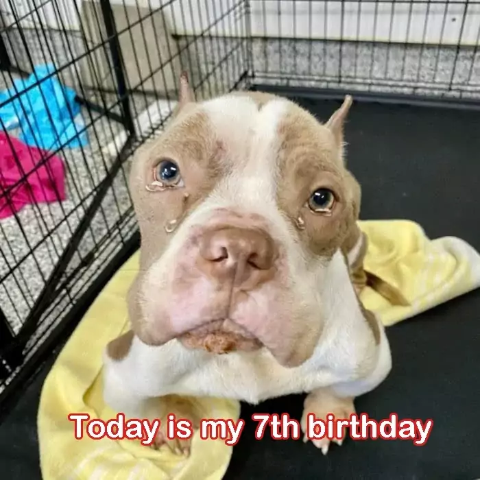 7th birthday in the shelter but still no one came to adopt me