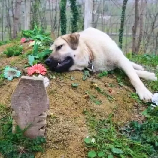 This dog has run to his deceased owner’s grave every day for the past five years